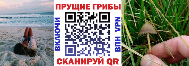 Галлюциногенные грибы Psilocybe  Ивантеевка 